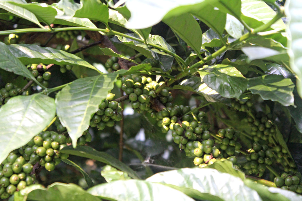 Amruthavarshini Coffee Farm, Aldur Hobli, Chikmagalur, sustainable eco-friendly farm dedicated to innovation and inclusivity