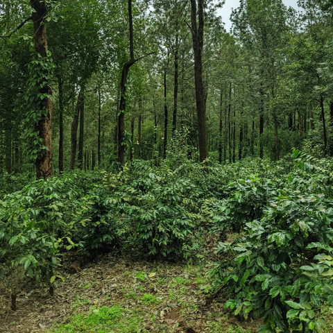 Shade grown Arabica coffee plants