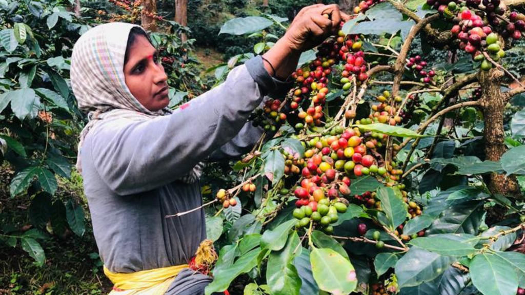 Sangameshwar Coffee Estates, Chikmagalur, Karnataka. Sustainable coffee farm dedicated to traceability, innovation, and inclusivity