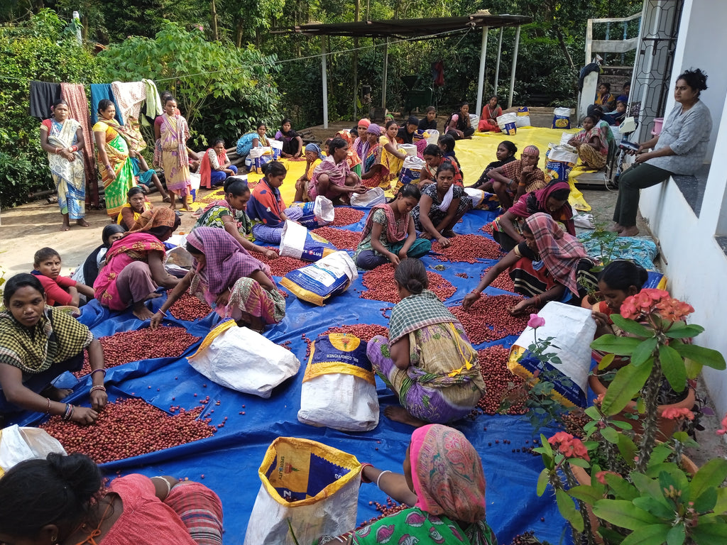 Coffee sorting by hand at Madhu Agro Plantations, Koraput Odisha, specialty coffee producers