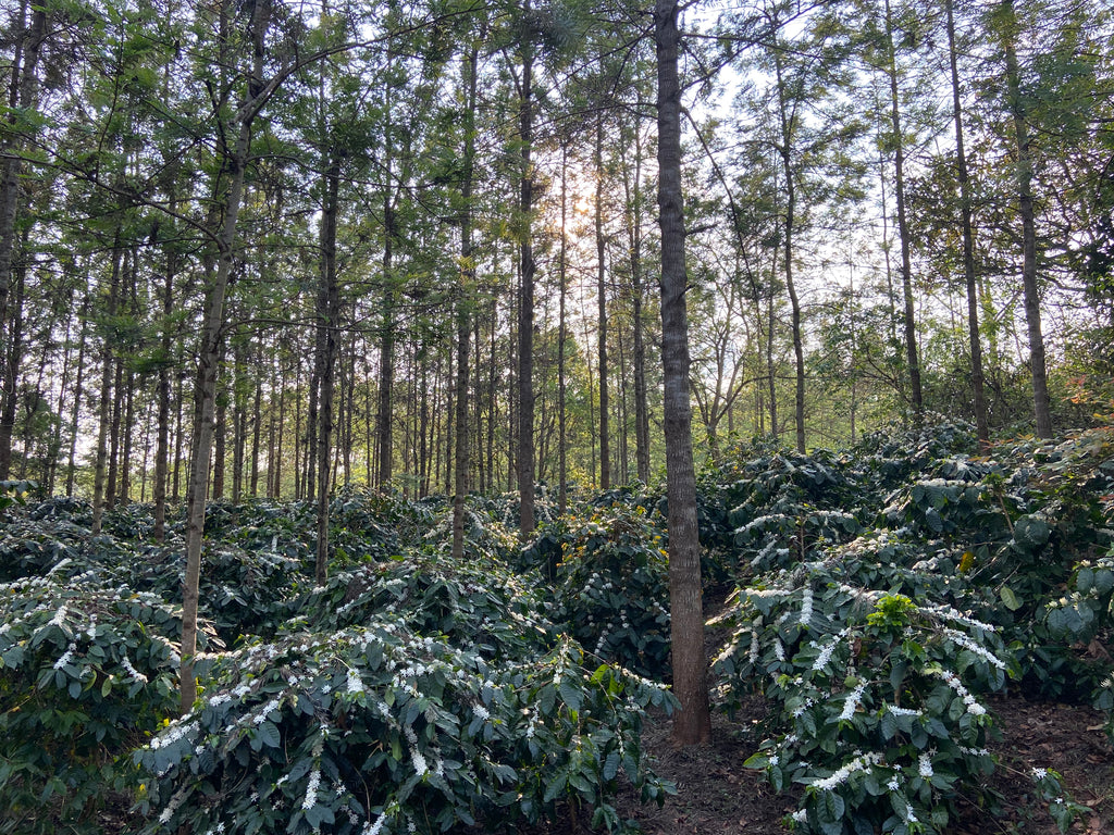 Madhu Agro Plantations, Koraput Odisha, specialty coffee producers