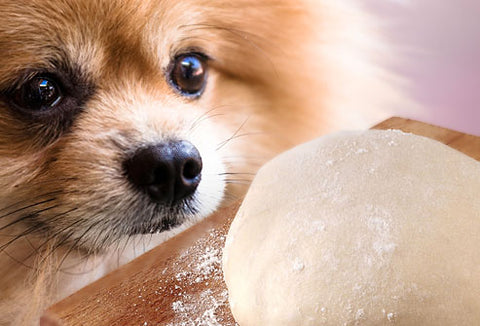 Can Dogs Safely Eat Bread | Is It Safe For A Dog To Eat White Bread?