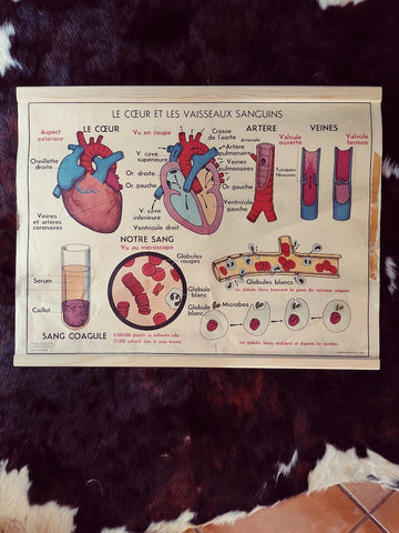 Carte scolaire ancienne "Le coeur et les vaisseaux / l'absorption"