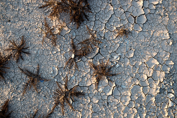 Desert Cracks