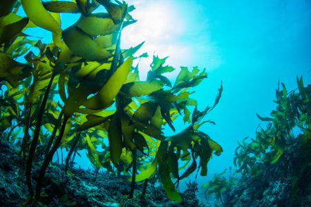 Forêt d'algues dans les eaux claires de l'océan