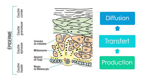 Structure épiderme et les étapes du processus de pigmentation de la peau