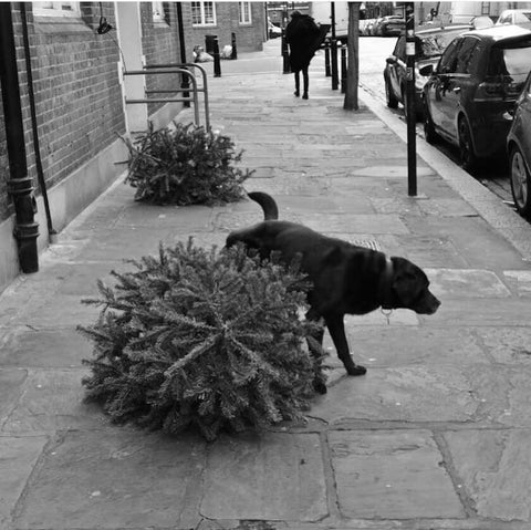 Abandoned Christmas Tree Rent Sustainable Tree London Christmas Tree Rental