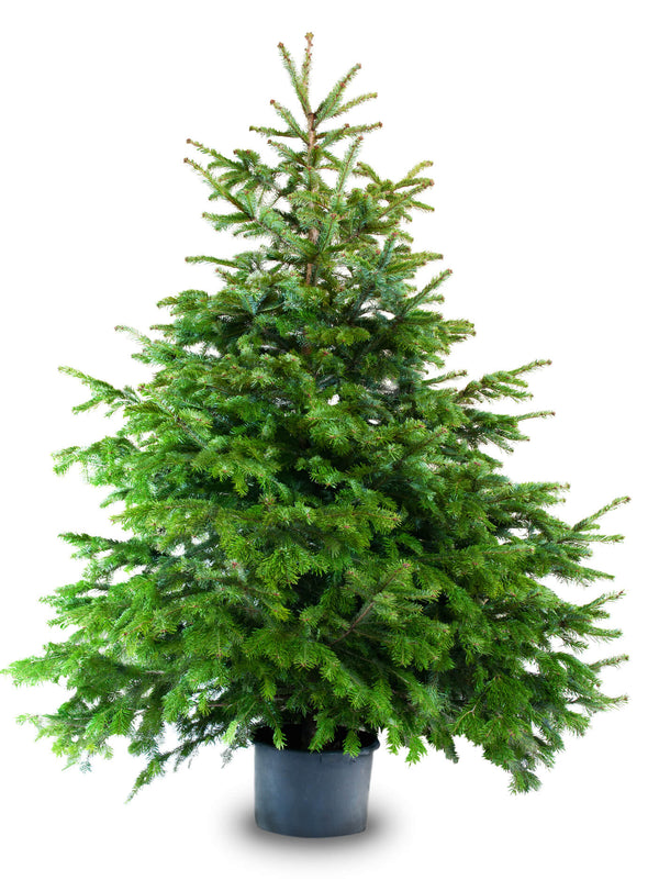 Miss Islington 6ft London Christmas Tree Rental