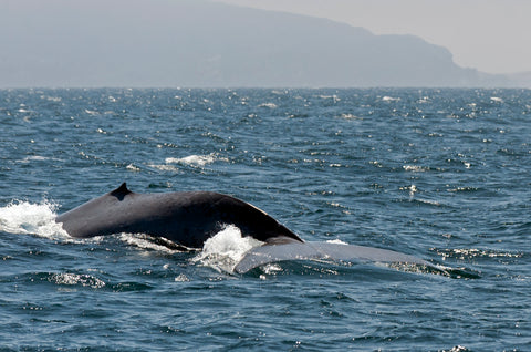 Whales off the California coastline