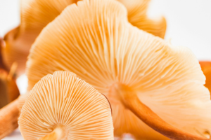 Lion's Mane Mushroom