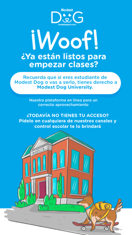 adiestramiento-canino-zapopan-gdl-cdmx-qro-mty-ver-pue-modest-dog-el-mejor-entrenador-de-perros-ciudad-de-mexico-guadalajara-tlajomulco-de-zuñiga-san-pedro-garza-garca-juriquilla-veracruz-puebla