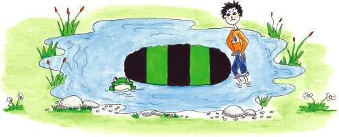 Frog F in the pond under the lily pad (with 3 black stripes)