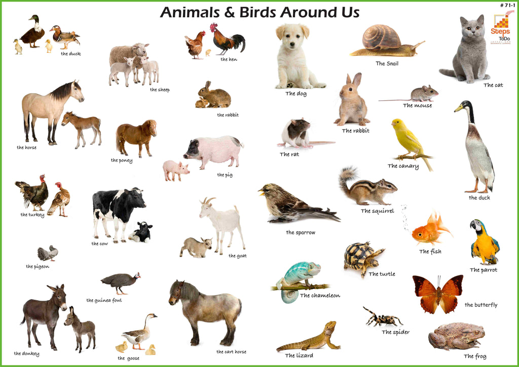 Resultado de imagen de animals around us