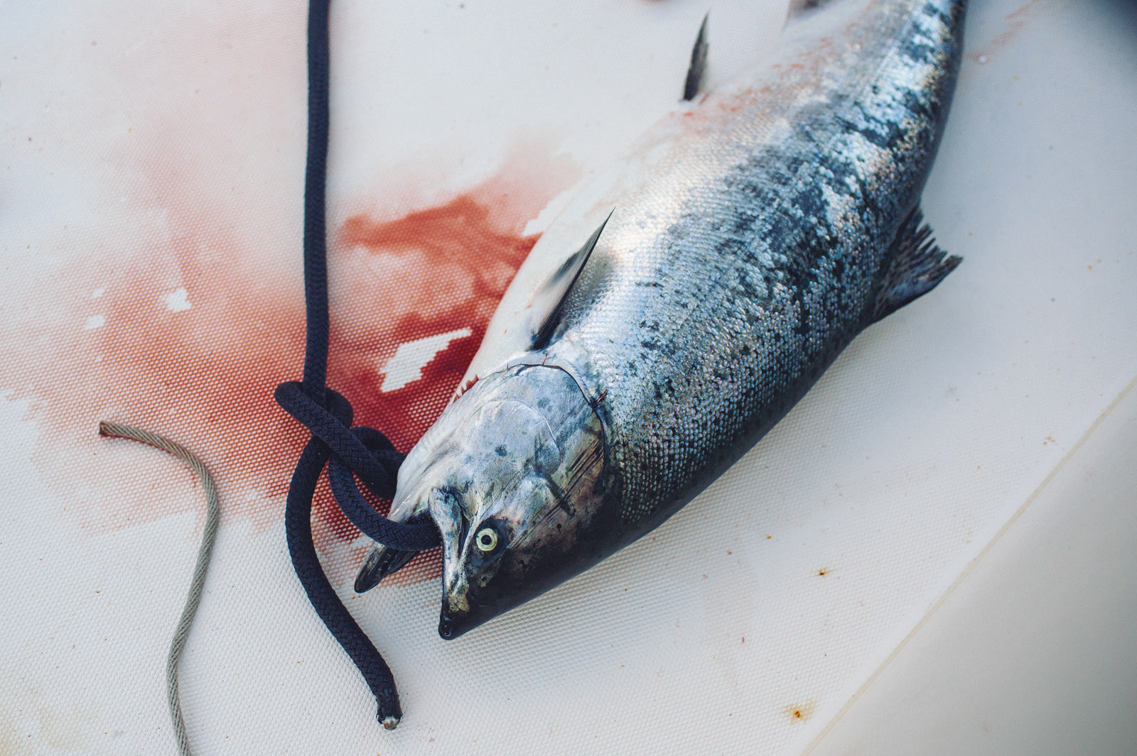 freshly caught salmon 