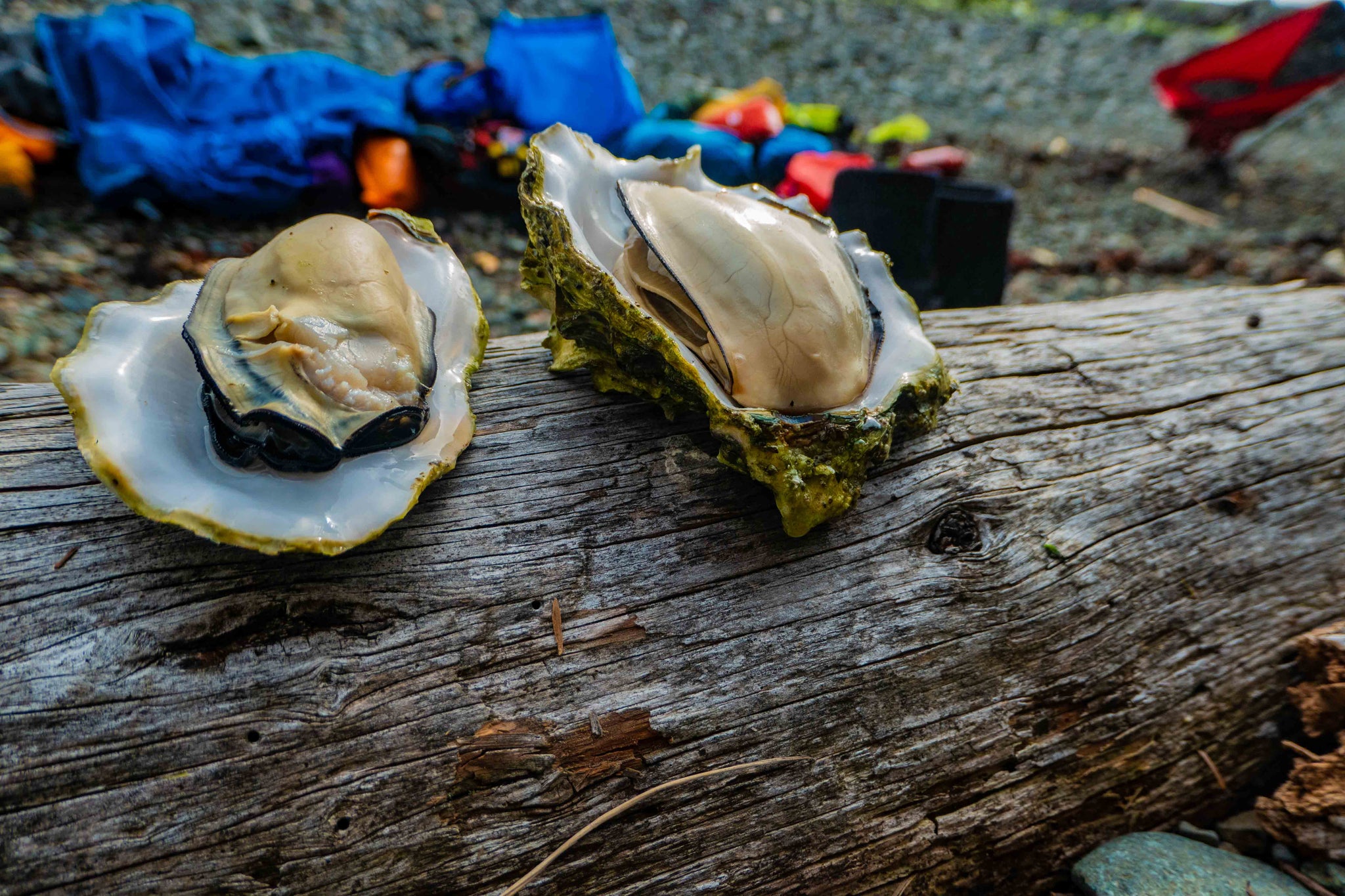 cooked oysters in their shells, on a log, ready to eat