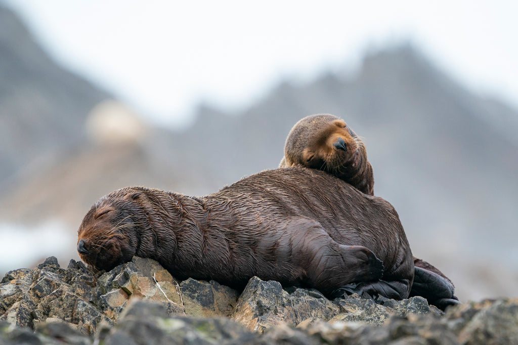 seal on a rock facing backwards