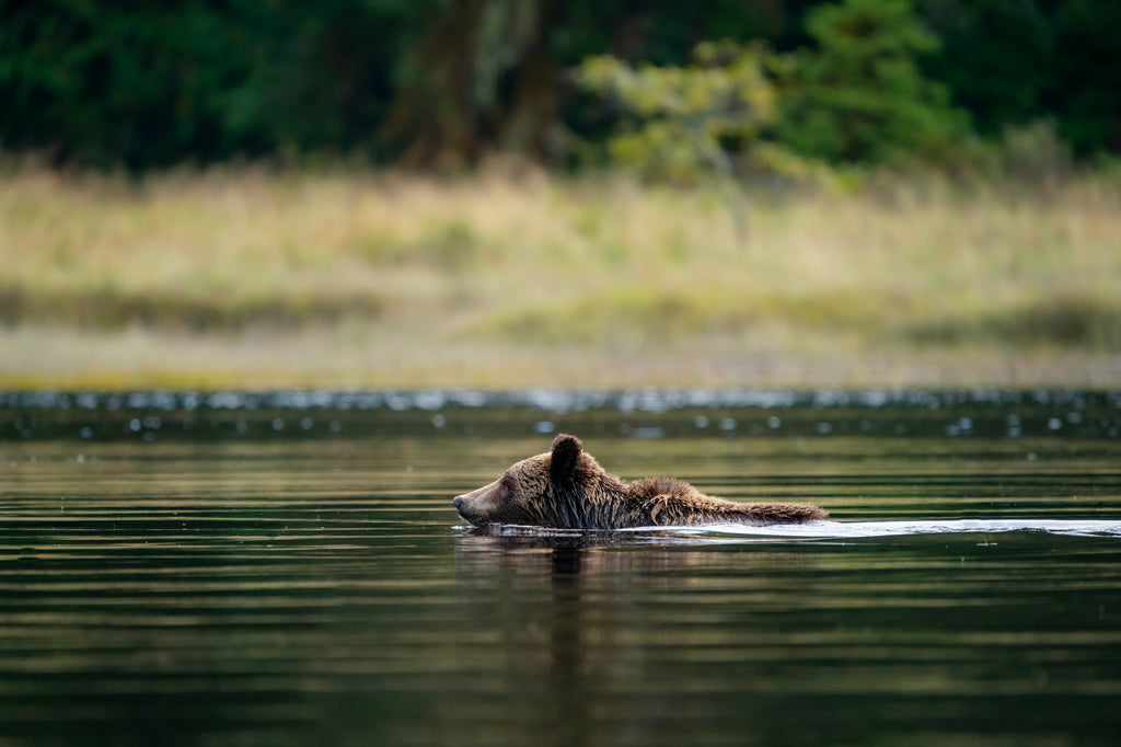 grizzly bear with head poking out of water