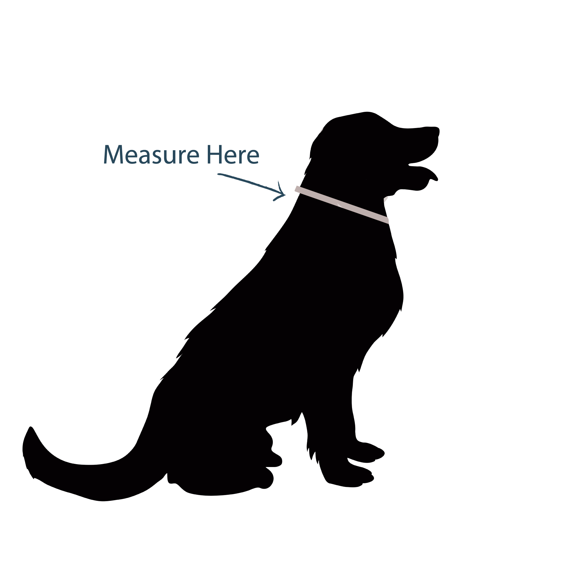 Dog Collar Measurement Vector