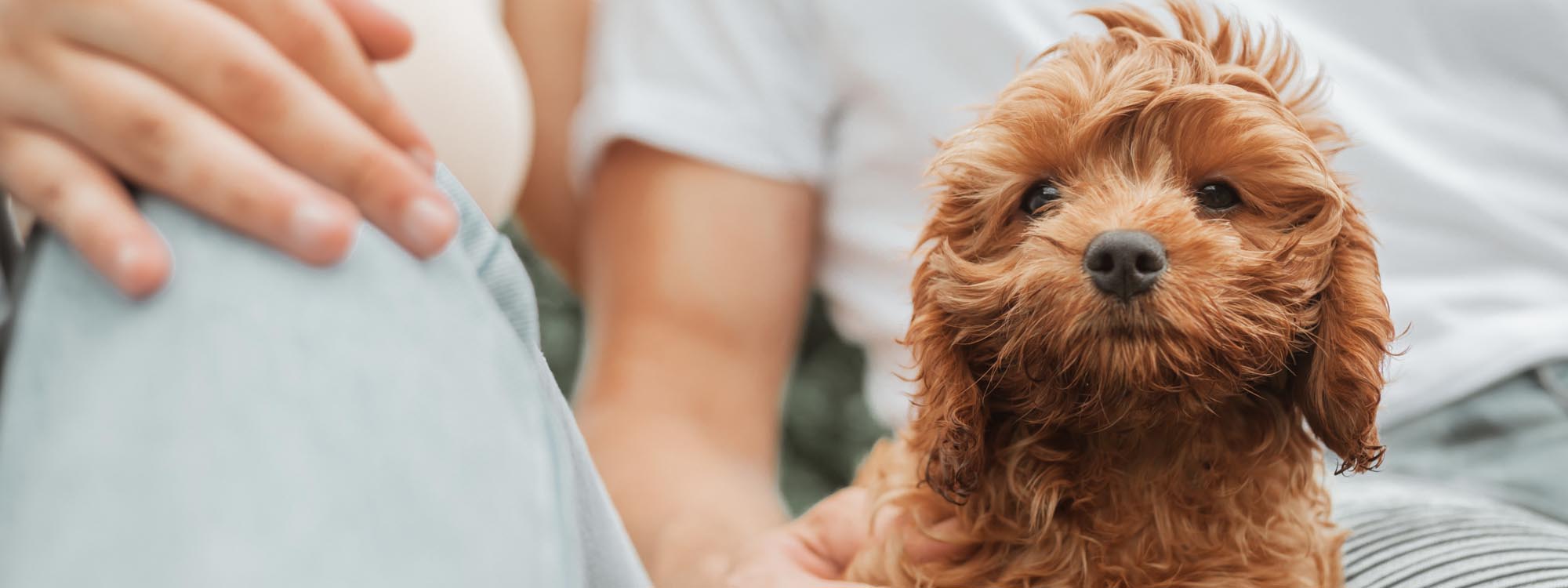 Diamond Valley Kennels Puppy Transport Hero