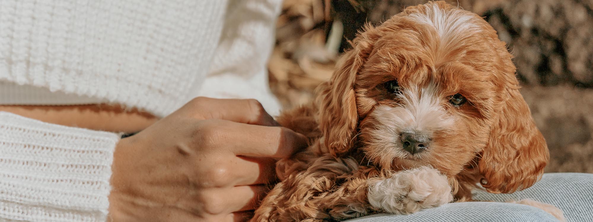 Diamond Valley Kennels Cavoodles