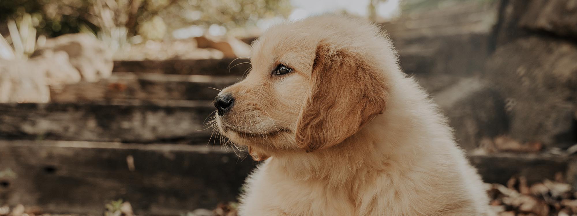 Diamond Valley Kennels Golden Retrievers