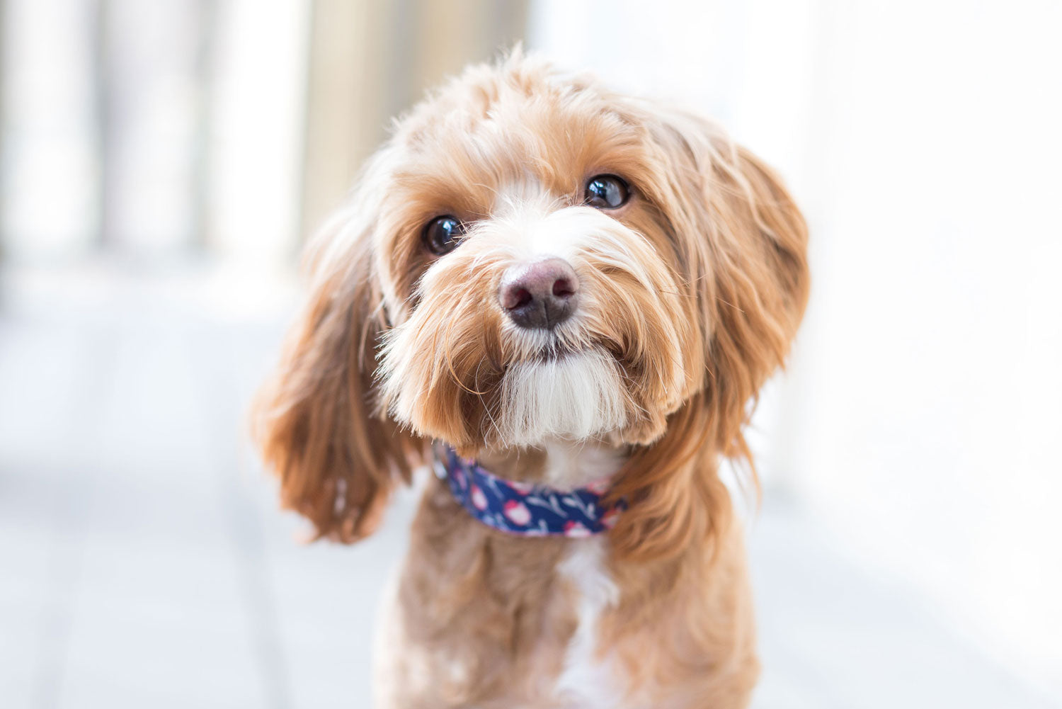 miniature cavoodle size