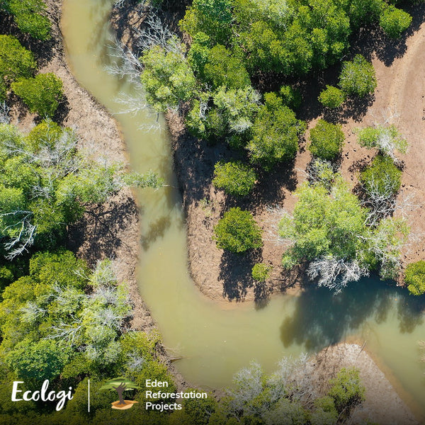 Tree planting in Madagascar for Emmy Jane Boutique via Ecologi