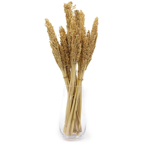 Cantal Sustainable Dried Grass Bunches - 4 Colours - Pack of 6 Bunches