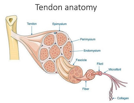 Basic Tendon Anatomy