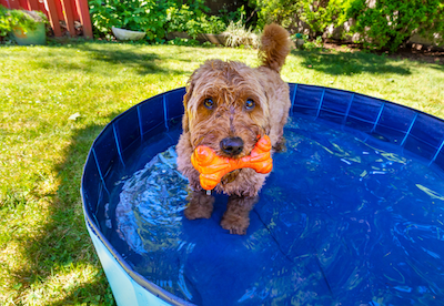 piscine pour chien coup de chaleur été Phyto veto