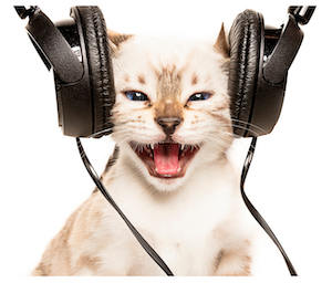 musique chat Phyto veto