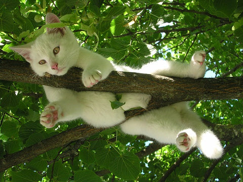 Poudre de chair de moule verte - Articulations - chien et chat (sportifs ou  âgés)