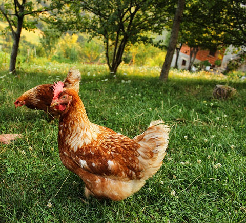 phyto veto poule vermifuge naturel