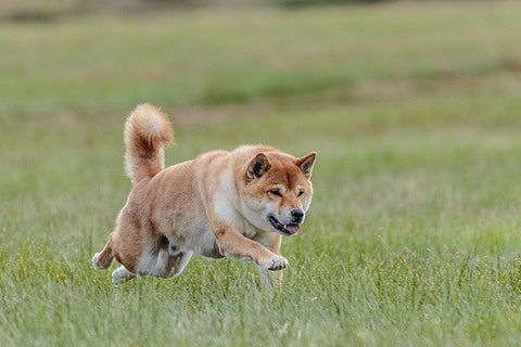 chien sport haarlem phyto veto