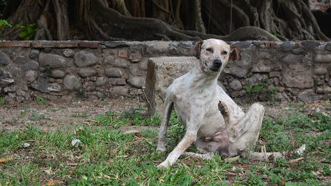 chien puce tique gratte phyto veto