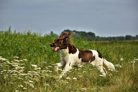 stress angoise nerveux chien phyto véto