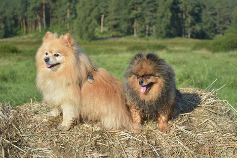 phyto veto croquette naturelle chien mini race