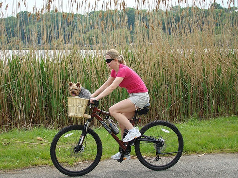 phyto veto soin naturel plante phytothérapie naturopathie chien chat chevaux