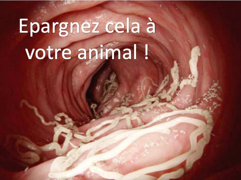 antiparasitaire vers chien chat phyto véto