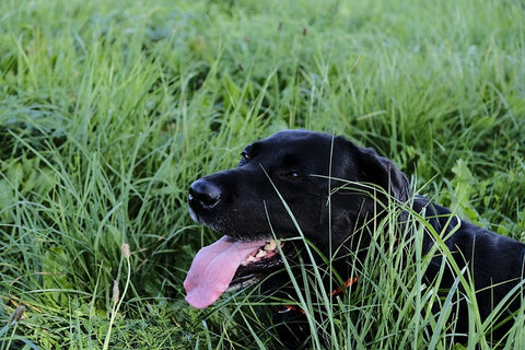 pipette anti puce chien phyto véto