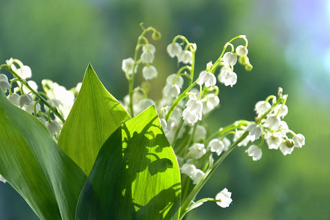 muguet plante nocive chien chat phyto veto