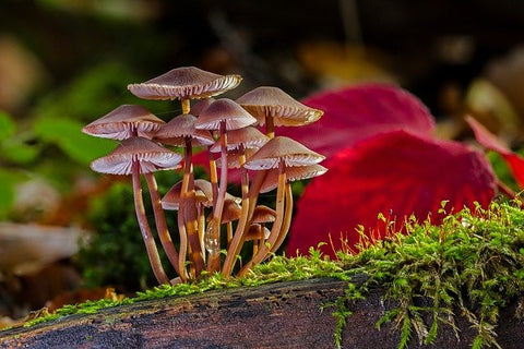 champignon plante nocive chien chat phyto veto