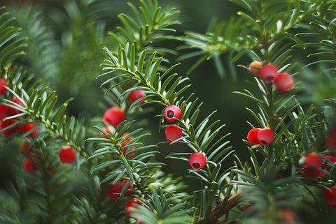 l'if plante dangeureuse chien chat phyto veto