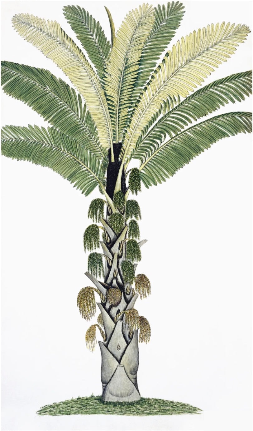 East India Flora 2