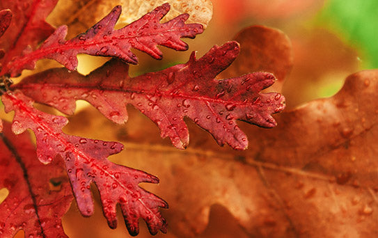 Autumn leaves macro image