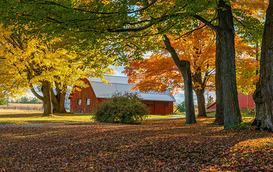 Barn surrounded by trees