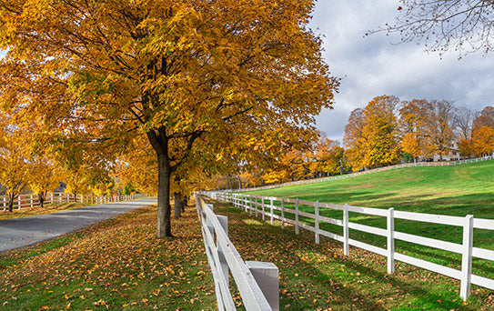 Autumn tree with white fence