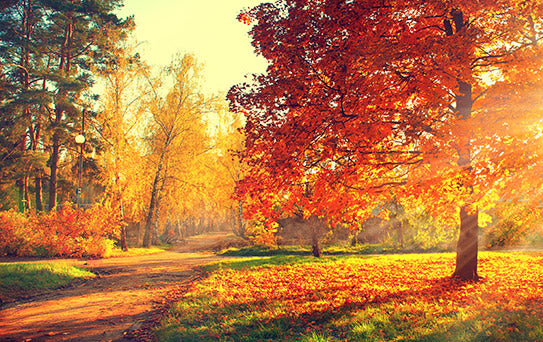 Quick Tips for Capturing Fall Landscapes | Rockbrook Camera