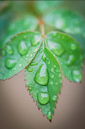 Water on a leaf by Jerred Z taken with Nikon Z5 and 105mm f/2.8 macro