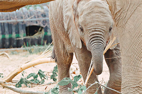 Baby Elephant at the Omaha Zoo by Bill Koley with Canon EOS R10